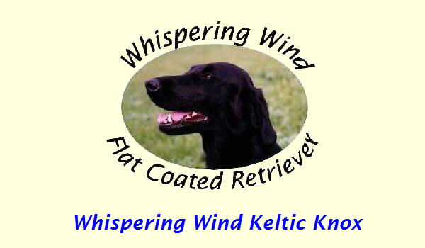 Whispering Wind Keltic Knox