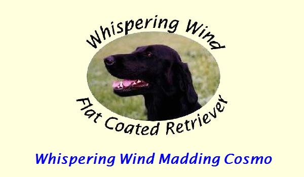 Whispering Wind Madding Cosmo